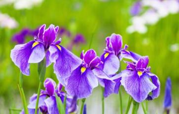 Your Guide To Summer Flowers: Iris