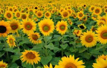 Your Guide To Summer Flowers: Sunflower