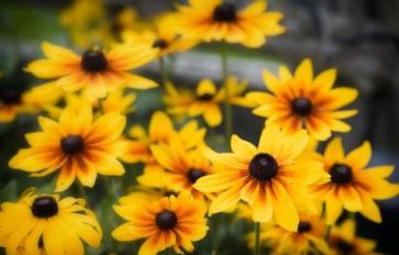 Your Guide To Summer Flowers: Gloriosa Daisy (Black-Eyed Susan)