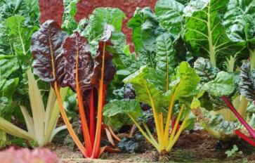 5 Herbs & Vegetables For The Low-Maintenance Gardener