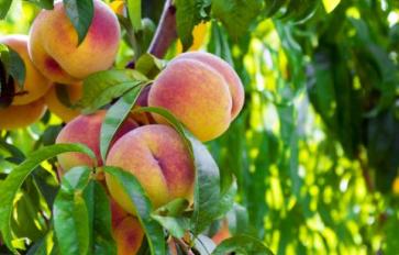 How To Grow A Perfect Peach Tree