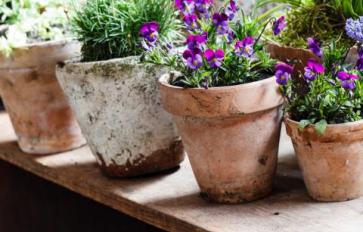 How To Grow An Entire Garden In Containers