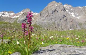 Pedicularis: An Herbal Hug For Your Heart