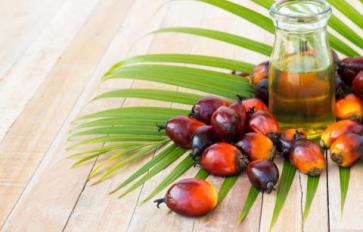 Why Conflict Palm Oil Should Be Banned: How You Can Help