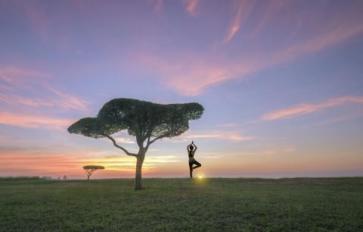 Yoga’s Spirited Tree: The 8 Limbs Of Yoga