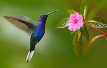 Attract Hummingbirds With These Plants