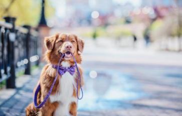 9 Ways To Make Your Dog Walk An Exercise Routine
