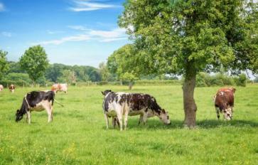 Agroforestry: How Growing Trees On Farms Fights Climate Change