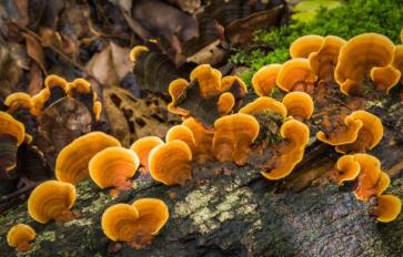 4 Brain-Boosting Mushrooms: Lion’s Mane, Reishi, Maitake & Cordyceps