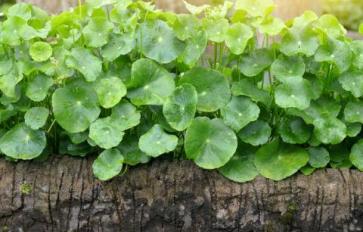 Mother Earth's Medicine Cabinet: 7 Medicinal Uses For Gotu Kola