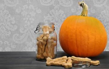 Pumpkin For Pups: 7 Healthy Pet Treat Recipes 