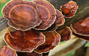 3 Liver-Loving Mushrooms: Turkey Tails, Reishi & Oyster Mushrooms