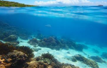 Future Farms: Underwater Gardens