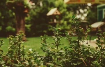 How to Make Your Backyard a Habitat for Pollinators
