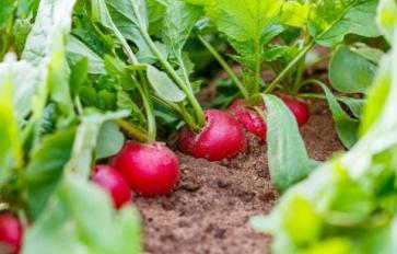 5 Veggies To Plant This Fall