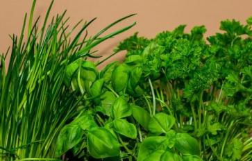 Organic Home Garden Series: 11 Vital Plants For Your Vitamin Garden