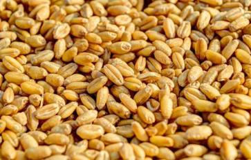 Superfood 101: Wheat Berries!