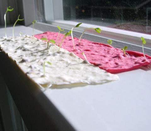 How to Make Plantable Seed Paper